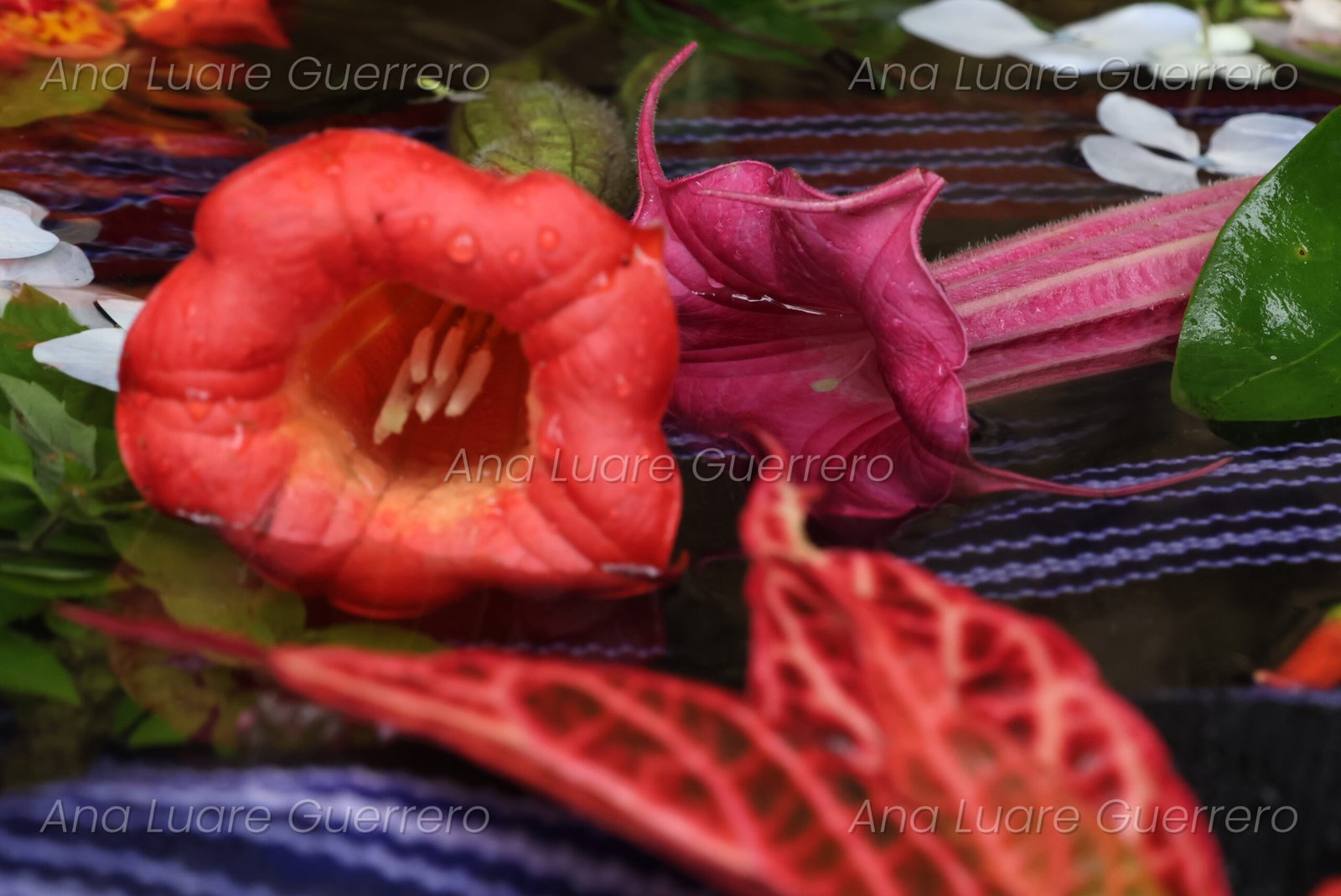 07_2C9A7062_ALG 07_2C9A7062_ALG